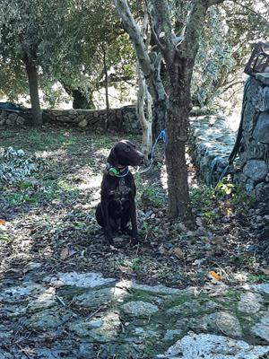 VENDO CANE DA CACCIA - Foto 2