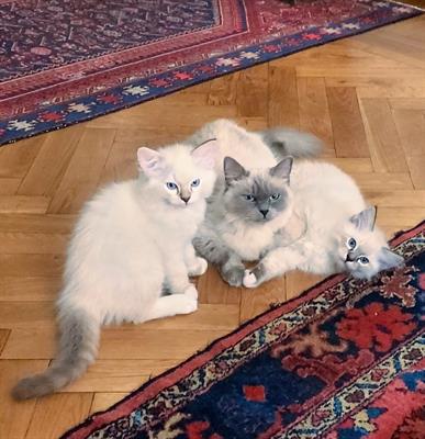 Cuccioli Ragdoll 09/07/23