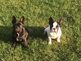 Cucciolo Bulldog Francese - Bouledogue da EXPO