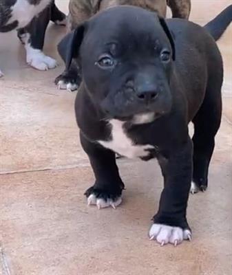 Pitbull - 2 maschi e 1 femmina - Foto 2