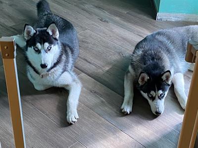 Siberian Husky da accoppiamento - Foto 5