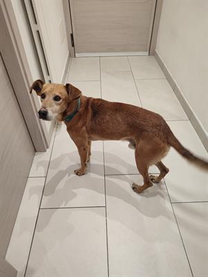 Adozione cane