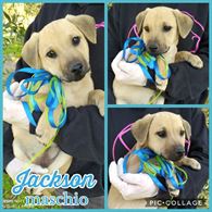 Foto 4 Cuccioli in adozione, taglia media
