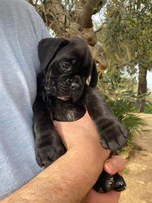 Boxer Cuccioli