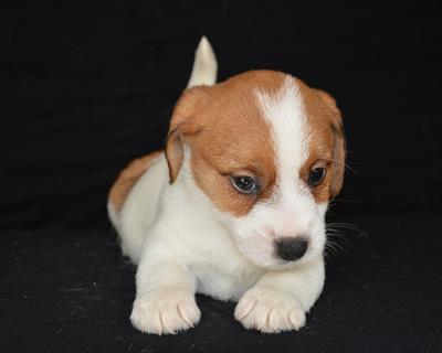 Jack Russell Terrier - Cuccioli Altamente Selezionati, modello B - Foto 4