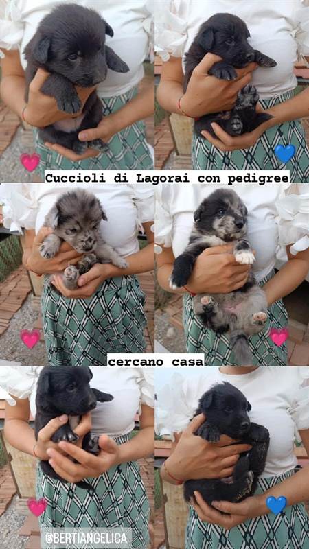 Cuccioli di Pastore del Lagorai con pedigree