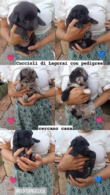 Cuccioli di Pastore del Lagorai con pedigree - Anteprima 1