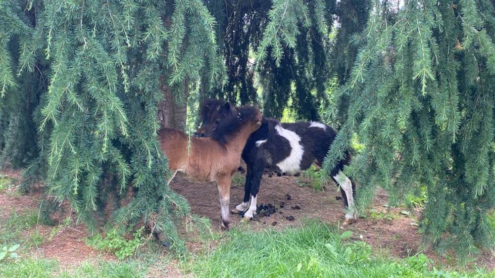 Foto 2 Pony falabella e miniature horses