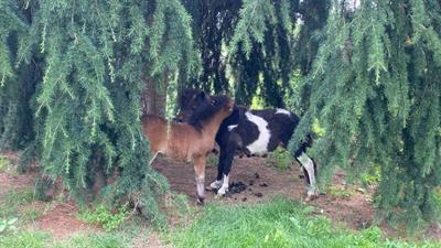 Pony falabella e miniature horses - Foto 2