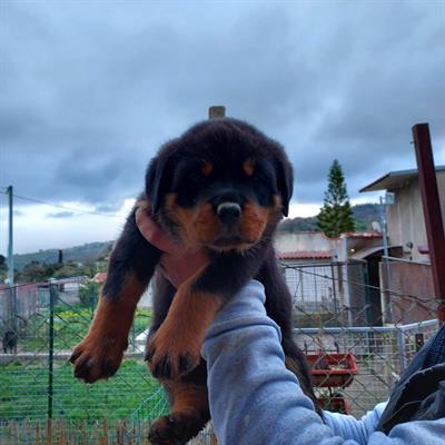 Cuccioli Razza rottweiler con pedigree - Foto 3