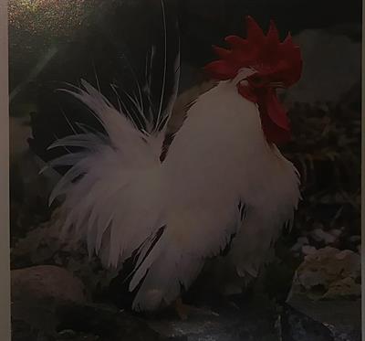 Galline nagasaki e colombi pavoncelli