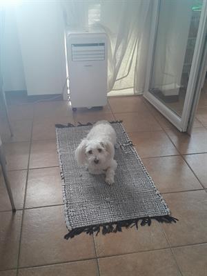 Cagnolina - Anteprima 1