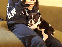 Bulldog Francese Cuccioli