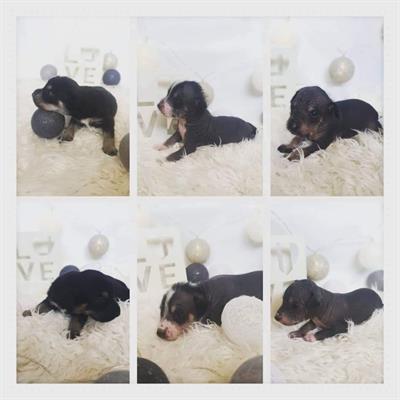 Cucciolata cane senza pelo pervuviano piccolo