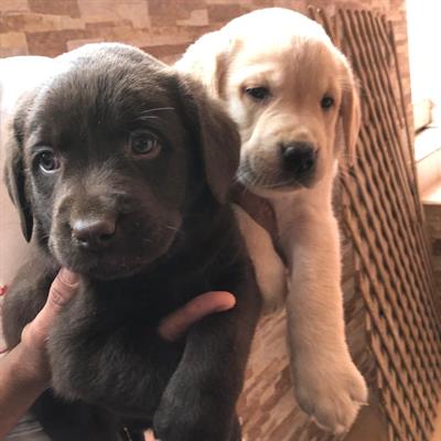 Cuccioli di Labrador Retriever con pedigree ENCI