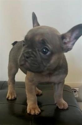 Bouldogue francese