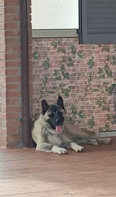 Huskita Akita / Husky 2 anni vaccinato