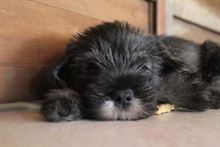 Schnauzer Medio Pepesale