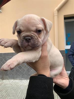 Cucciolo bulldog francese