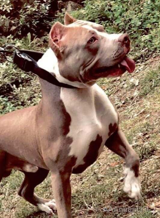 Foto 3 Allevamento American Razza Pitbull Terrier