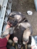 Cuccioli pastore tedesco