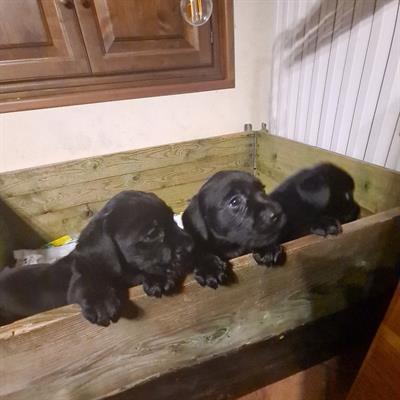 Cuccioli Razza Labrador Retriver - Foto 2