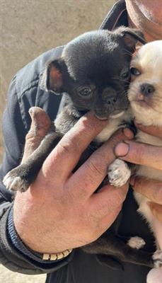 Chihuahua 2 mesi nera