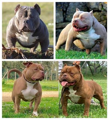American Bully DAX-line