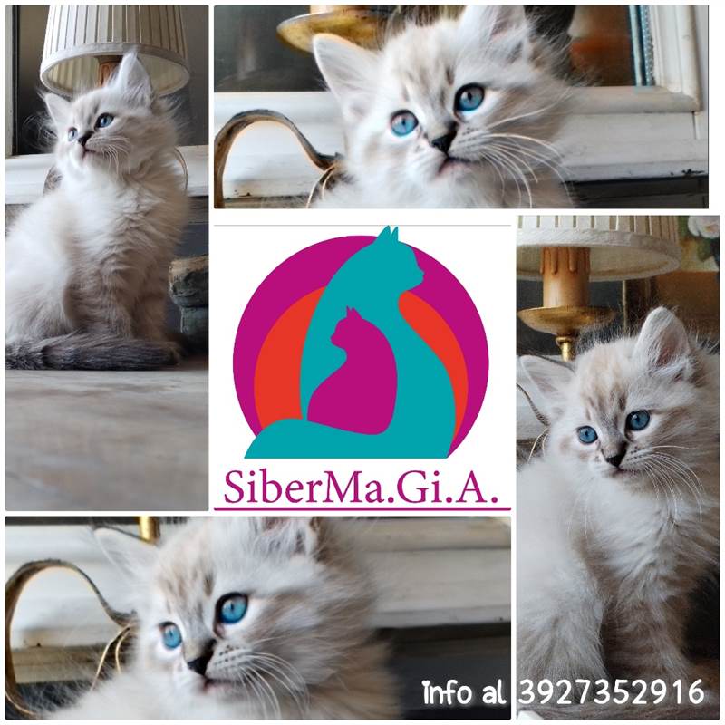 Siberiani gattini ipoallergenici