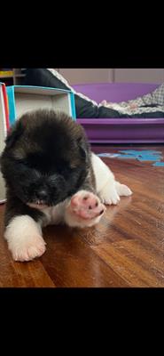 Cuccioli akita americano