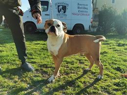 Foto 3 American bulldog