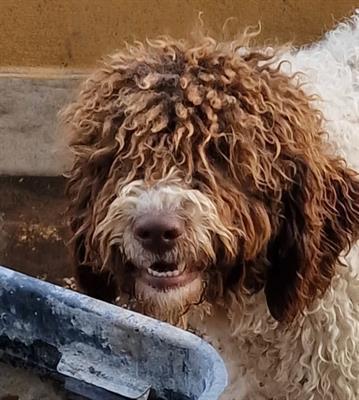 Cuccioli lagotto romagnolo