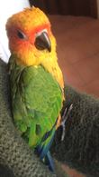 Conuro del Sole Allevato a Mano
