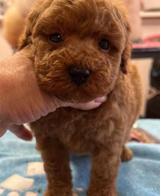 Cuccioli barboncini toy