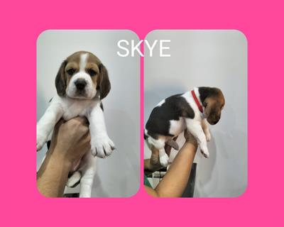 Beagle tricolore