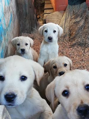 Labrador retriever cuccioli