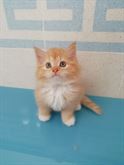 Cuccioli di gatto siberiano