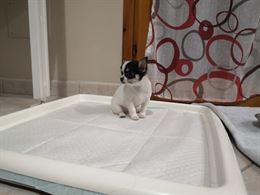 Foto 3 Cucciola Razza Chihuahua, genitori visibili, prezzo trattabile