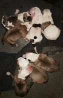 Foto 2 American bulldog