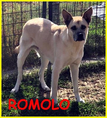 ROMOLO cagnolone 6 anni