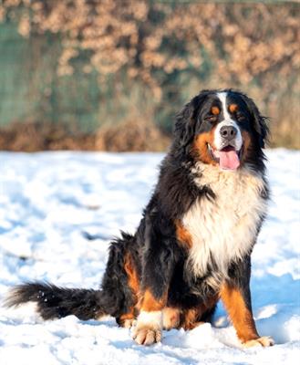 Stallone Bovaro del Bernese