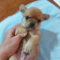 Chihuahua Maschietto Pedigree ENCI