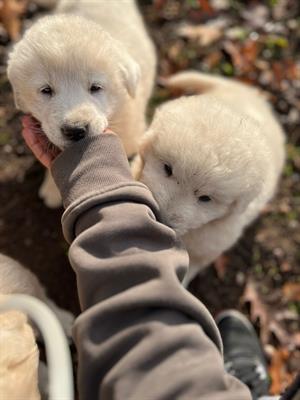 Bellissimi cuccioli maremmano ENCI