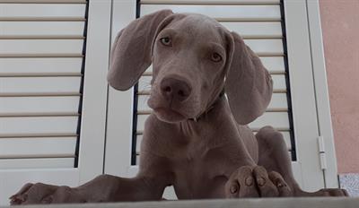 Cuccioli WEIMARANER, genitori visibili - Foto 5