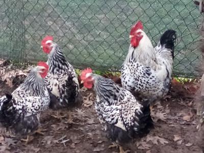 UOVA FERTILI AVICOLI DI RAZZA