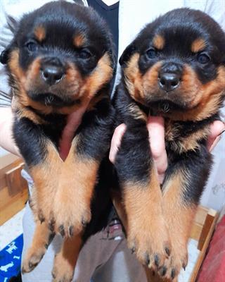 CUCCIOLI ROTTWEILER