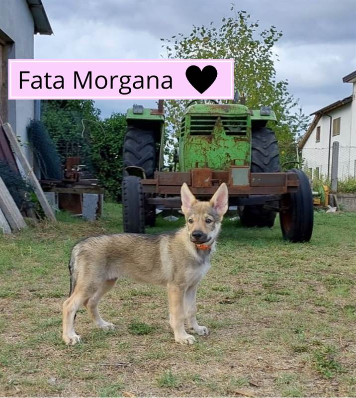 Foto 3Disponibile femmine di Razza lupo cecoslovacco, prezzo trattabile
