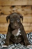 Pit Bull in standard UKC
