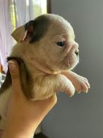 Bulldog inglese