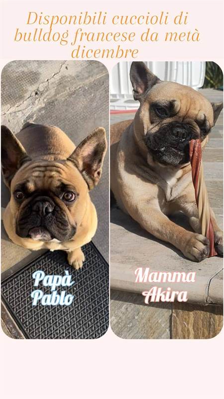 Cuccioli di Razza Bulldog Francese